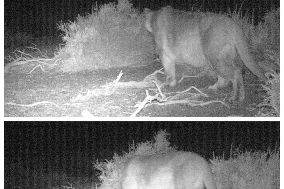 Cámaras de monitoreo registraron ejemplares de puma y gato montés en Copahue