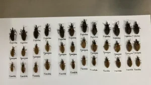 Lee más sobre el artículo Desarmar la prevención: el retroceso silencioso en la lucha contra el Chagas