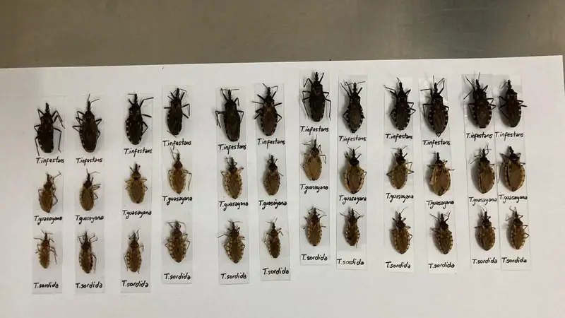 Desarmar la prevención: el retroceso silencioso en la lucha contra el Chagas