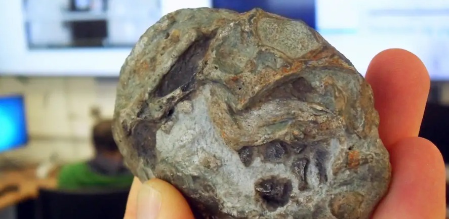 En este momento estás viendo Un fósil en Sudáfrica confirmó un origen remoto que todavía late en los mamíferos