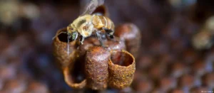 Lee más sobre el artículo Cuando las abejas entran en la ley: derechos para los insectos en la Amazonía peruana