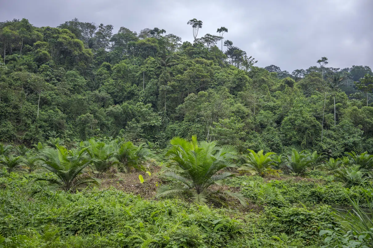 La selva que vuelve: la ciencia confirma que la naturaleza puede recuperarse (si la dejamos)