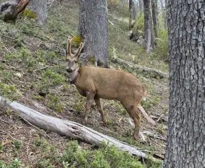 Newenche y la esperanza que camina entre montañas