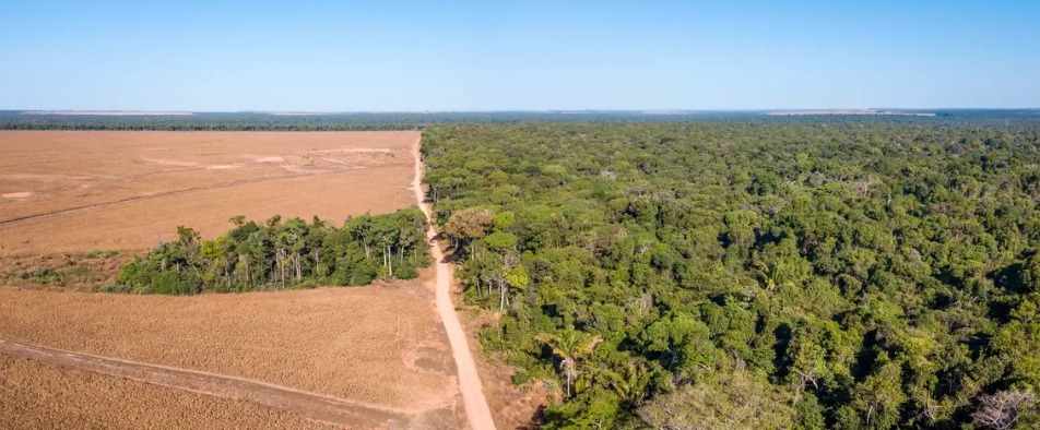 La Amazonia podría dejar de ser selva y convertirse en sabana