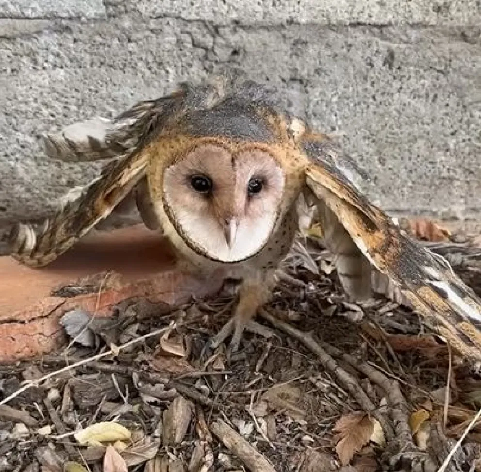 Una segunda oportunidad para volar: rescatan a una lechuza con un inédito implante de plumas en Aluminé