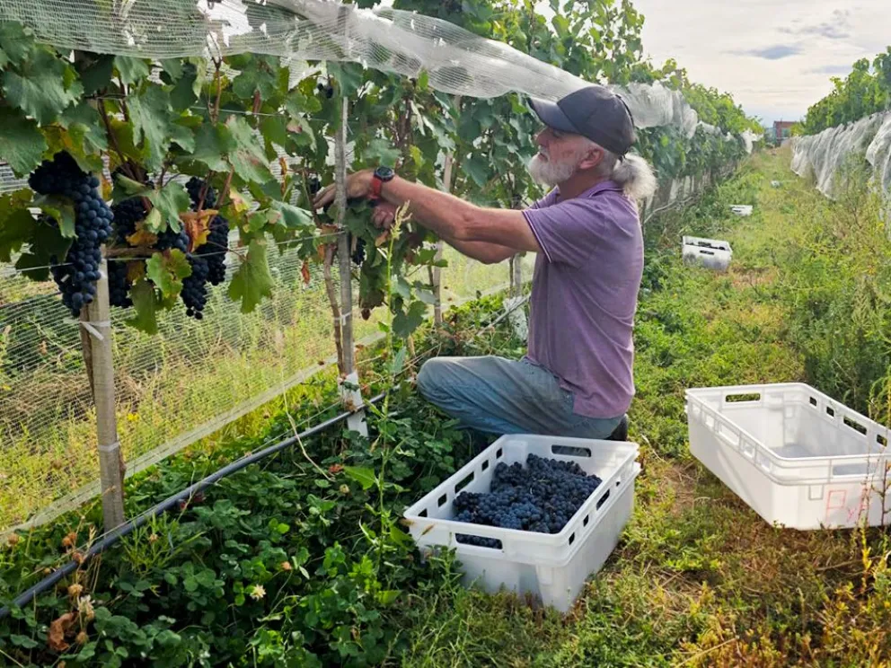 En Neuquén crece una vitivinicultura que busca producir sin romper el paisaje