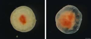 Lee más sobre el artículo Un tejido que desafía la muerte: el hallazgo que desconcierta a la ciencia