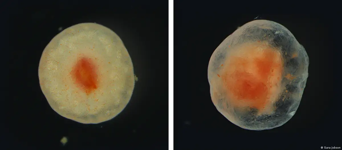 En este momento estás viendo Un tejido que desafía la muerte: el hallazgo que desconcierta a la ciencia