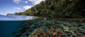 Lee más sobre el artículo Descubren más de 160.000 kilómetros cuadrados de arrecifes capaces de resistir la crisis climática
