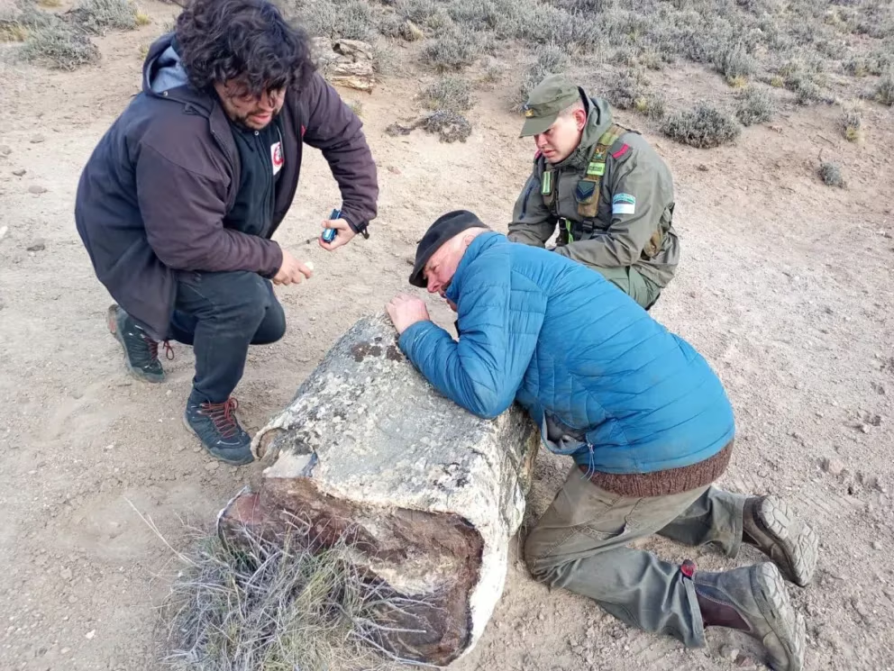 En este momento estás viendo Hallan tres bosques petrificados de 50 millones de años en Río Negro y revelan una Patagonia muy distinta a la actual