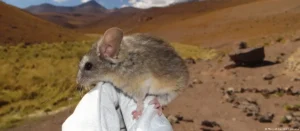 Lee más sobre el artículo Un diminuto ratón de los Andes desafía los límites de la vida y sorprende a la ciencia
