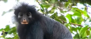 Lee más sobre el artículo Descubren en la selva del Congo una nueva especie de mono con un llamativo rostro en forma de máscara