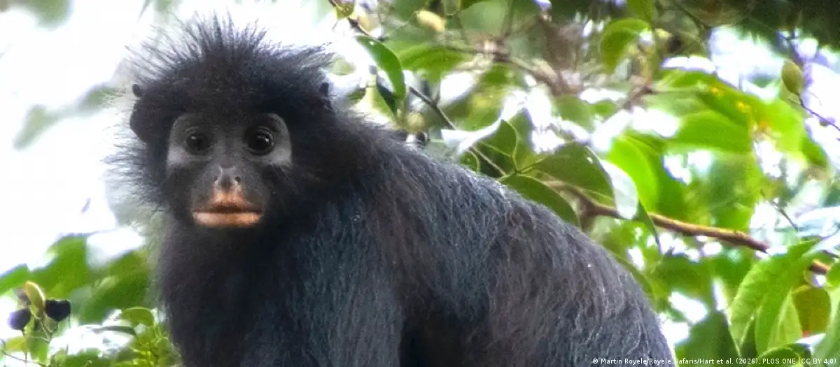 En este momento estás viendo Descubren en la selva del Congo una nueva especie de mono con un llamativo rostro en forma de máscara