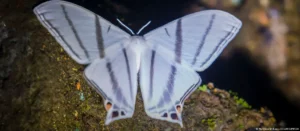 Lee más sobre el artículo Ecuador registra más de 8.000 nuevas especies de insectos gracias a un proyecto científico
