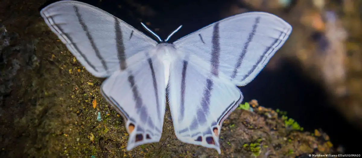 Ecuador registra más de 8.000 nuevas especies de insectos gracias a un proyecto científico