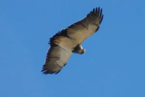 Lee más sobre el artículo Águila mora: la silenciosa guardiana de los cielos neuquinos
