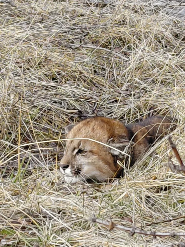 En este momento estás viendo Rescataron y liberaron un cachorro de puma hallado en un paraje de Aluminé
