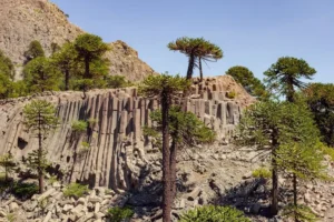 Lee más sobre el artículo El pehuén, el árbol milenario que simboliza la identidad de Neuquén