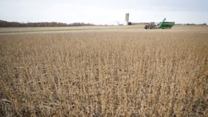 Lee más sobre el artículo La crisis silenciosa del agro: siete de cada diez productores que alquilan campos trabajan con pérdidas