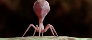 Lee más sobre el artículo La inteligencia artificial empieza a diseñar aliados contra las bacterias resistentes