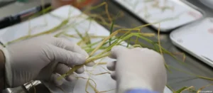 Lee más sobre el artículo China logró la primera cosecha de arroz obtenida a partir de semillas espaciales