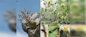 Lee más sobre el artículo Darwin tenía razón: descubren una nueva planta carnívora 150 años después