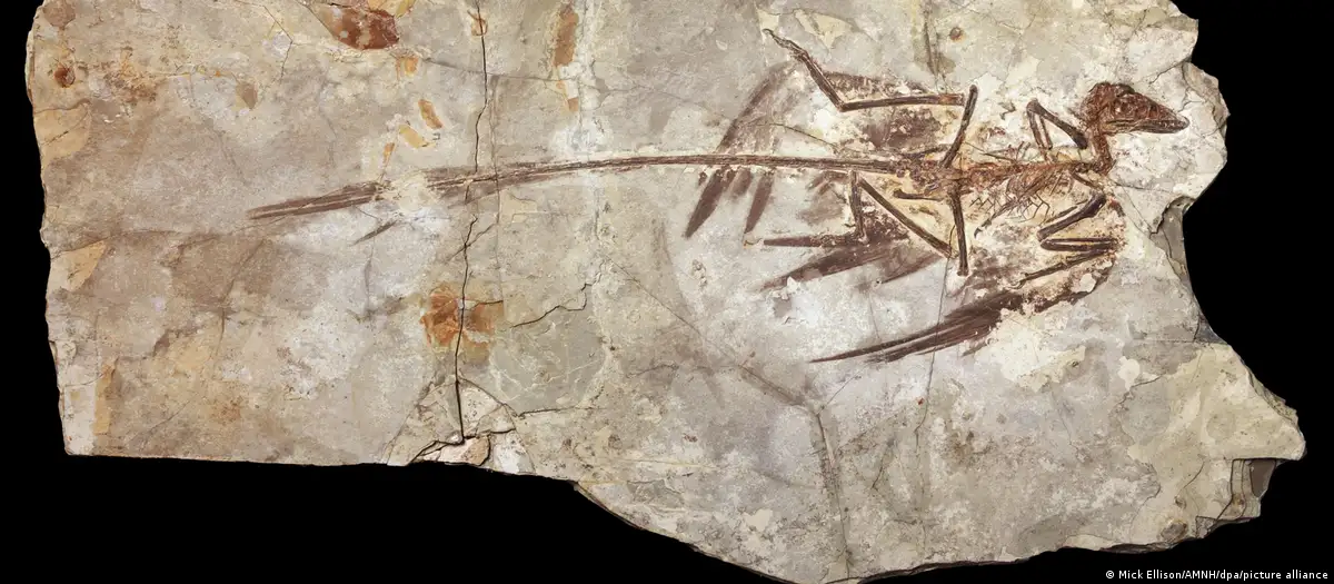 ¿Por qué no había dinosaurios diminutos? Los mamíferos podrían tener parte de la respuesta