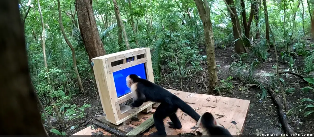 En este momento estás viendo Una pantalla azul en medio de la selva: monos salvajes interactúan con inteligencia artificial