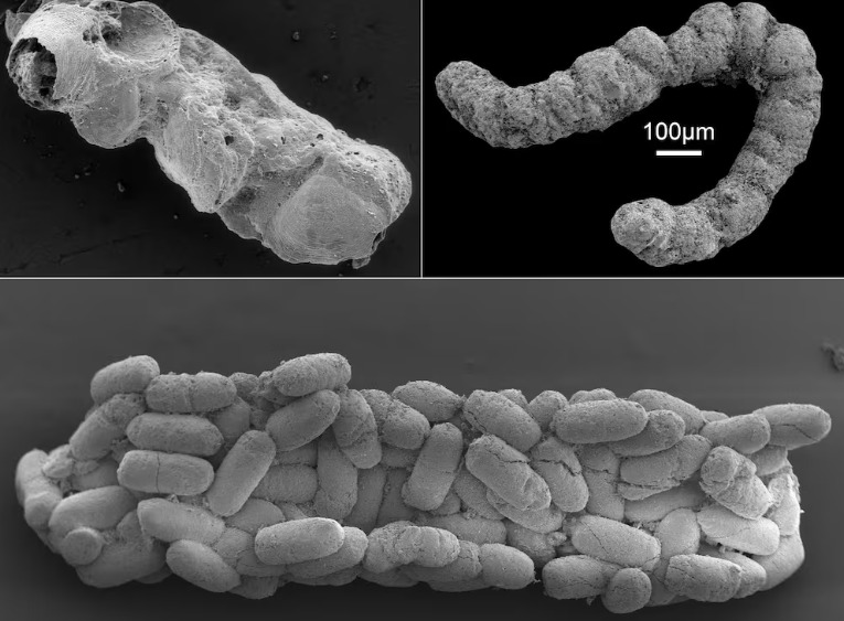 En este momento estás viendo La “revolución fecal” del Cámbrico: cómo los excrementos ayudaron a transformar la vida en la Tierra