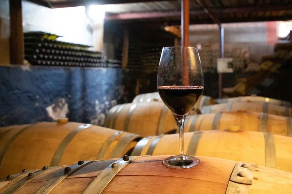 Neuquén busca su vino: el Pinot Noir como identidad, territorio y una nueva economía alrededor de la copa
