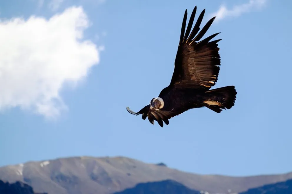 En este momento estás viendo El cóndor andino, el gigante de los cielos que protege la naturaleza neuquina