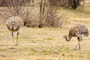 Lee más sobre el artículo El choique, una especie clave para las estepas de Neuquén
