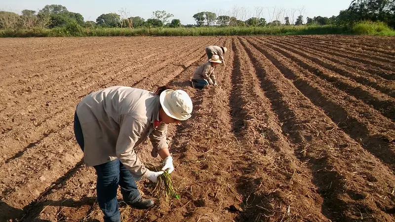 El Conicet creó una herramienta para medir cómo El Niño puede afectar al campo argentino