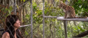 Lee más sobre el artículo Descubren en Bolivia una nueva especie de felino, la primera en más de un siglo