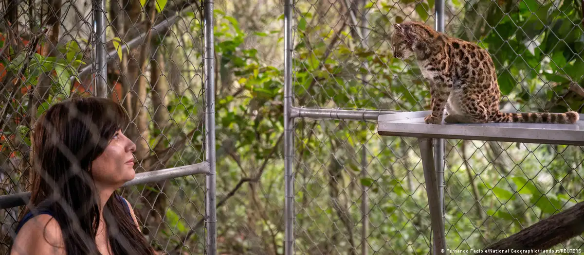 Descubren en Bolivia una nueva especie de felino, la primera en más de un siglo
