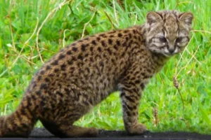 Lee más sobre el artículo El gato huiña, uno de los felinos más pequeños y difíciles de ver de la Patagonia