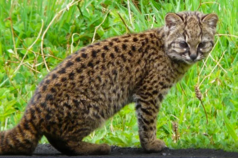 En este momento estás viendo El gato huiña, uno de los felinos más pequeños y difíciles de ver de la Patagonia