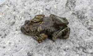 Lee más sobre el artículo La ranita patagónica, un pequeño tesoro natural exclusivo de Neuquén