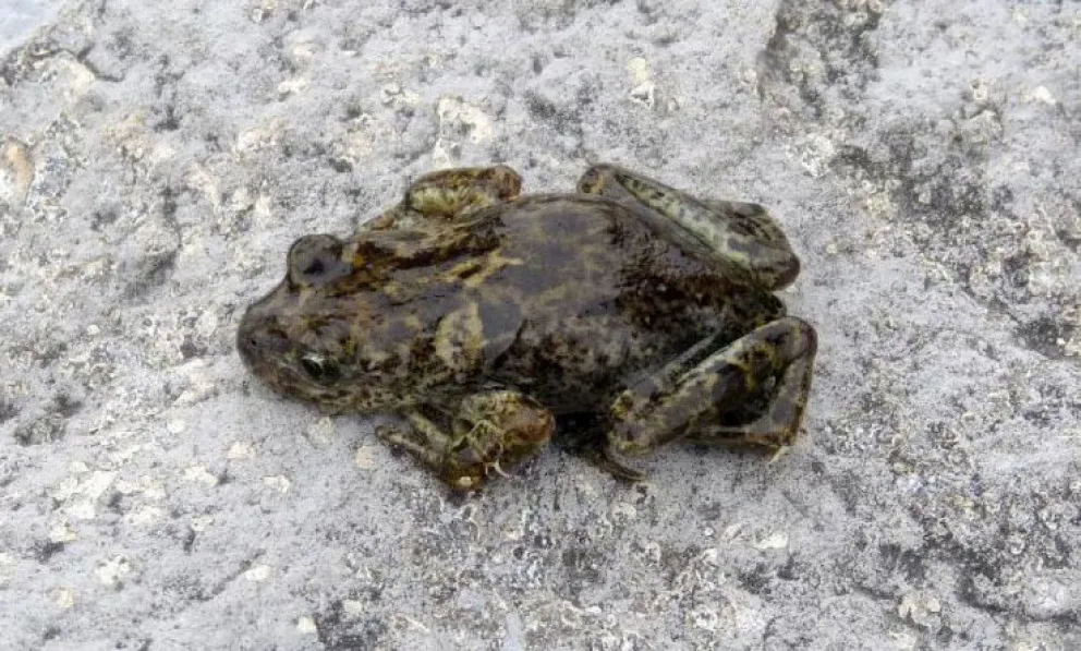 La ranita patagónica, un pequeño tesoro natural exclusivo de Neuquén