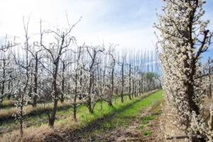 Lee más sobre el artículo Neuquén prepara nuevas herramientas para impulsar el agroturismo