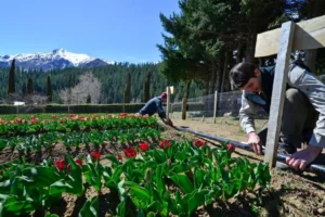 Lee más sobre el artículo Huinganco se llena de tulipanes y prepara una nueva postal de primavera