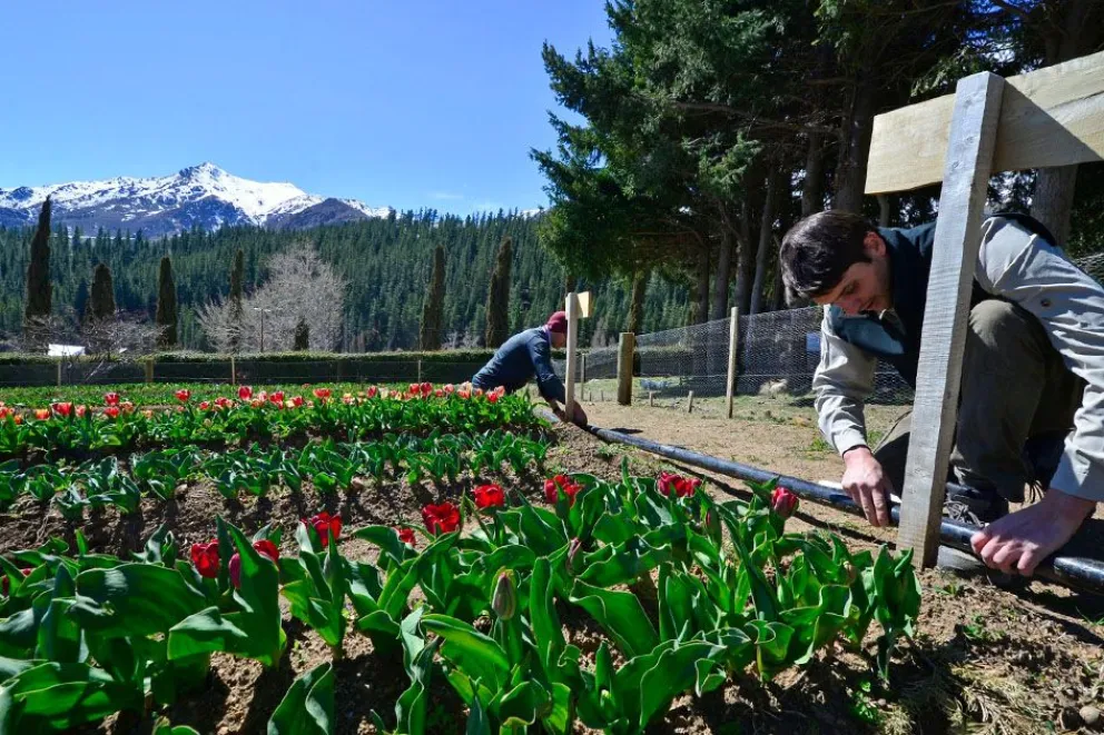 Huinganco se llena de tulipanes y prepara una nueva postal de primavera