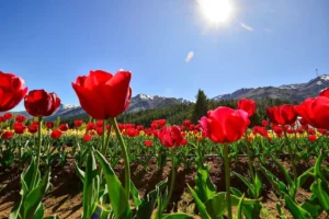 Lee más sobre el artículo Del Domuyo a los tulipanes: el Norte neuquino prepara una primavera llena de experiencias
