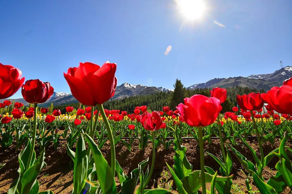 Del Domuyo a los tulipanes: el Norte neuquino prepara una primavera llena de experiencias