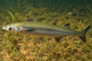 Lee más sobre el artículo El pejerrey patagónico, una especie nativa que habita las aguas de Neuquén