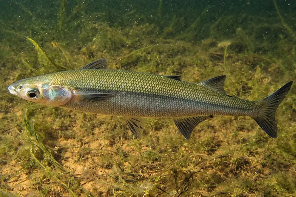 El pejerrey patagónico, una especie nativa que habita las aguas de Neuquén