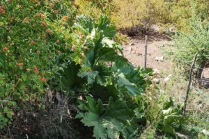 Lee más sobre el artículo Nalca: la planta nativa del Norte neuquino que guarda una historia de saberes y conservación