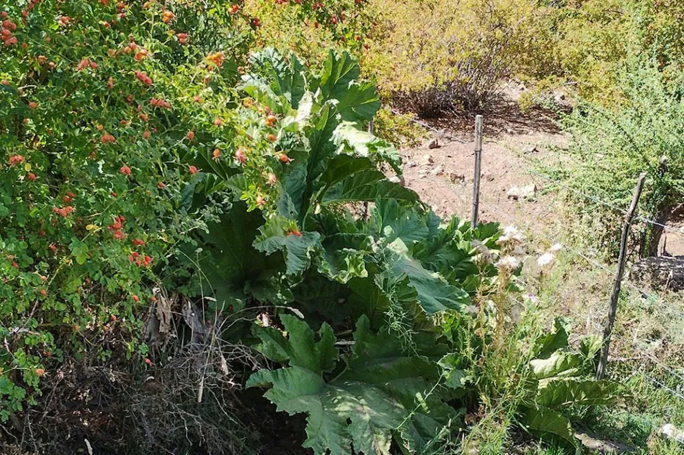 Nalca: la planta nativa del Norte neuquino que guarda una historia de saberes y conservación