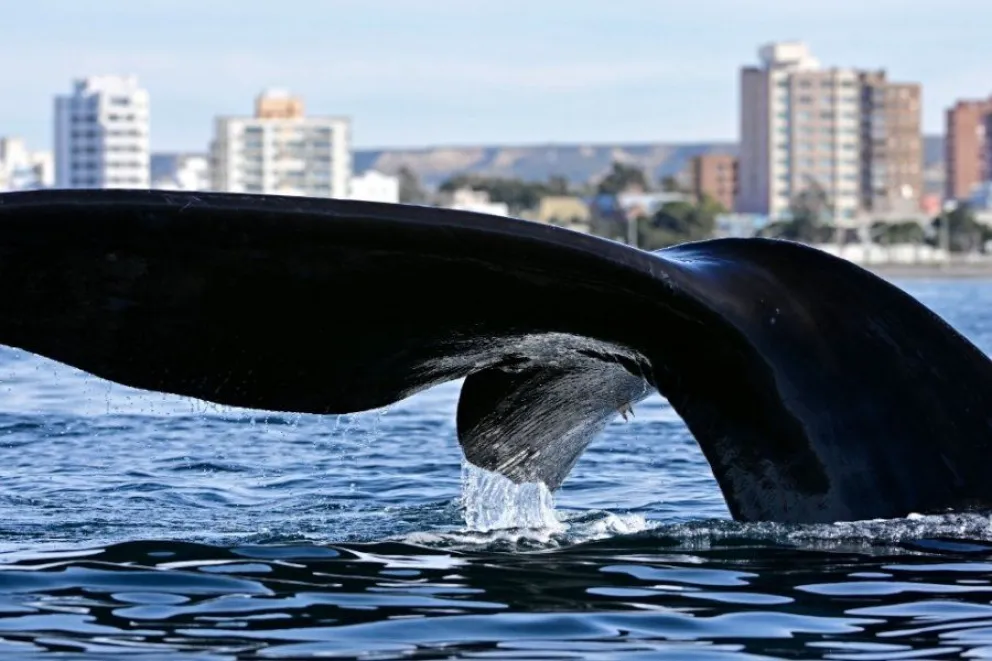Más de 1.300 ballenas fueron registradas en las costas de Chubut