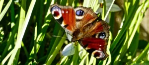 Lee más sobre el artículo El secreto visual de las mariposas para escapar de sus depredadores